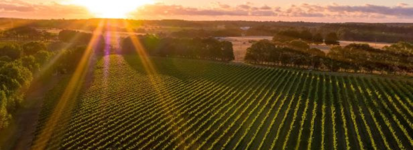 Sunset at MadFish Wines vineryards 